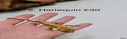 Gecko reptiles for sale: Stunning Mixed Morph Crested Gecko Babies! - Advert 6