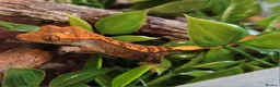 Gecko reptiles for sale: Crested Geckos hatchlings and male juveniles  - Advert 2