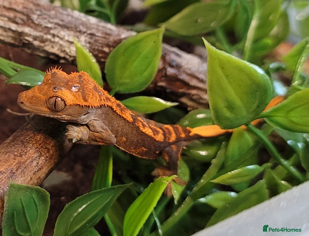 Gecko reptiles for sale: Crested Geckos hatchlings and male juveniles  - Advert 2