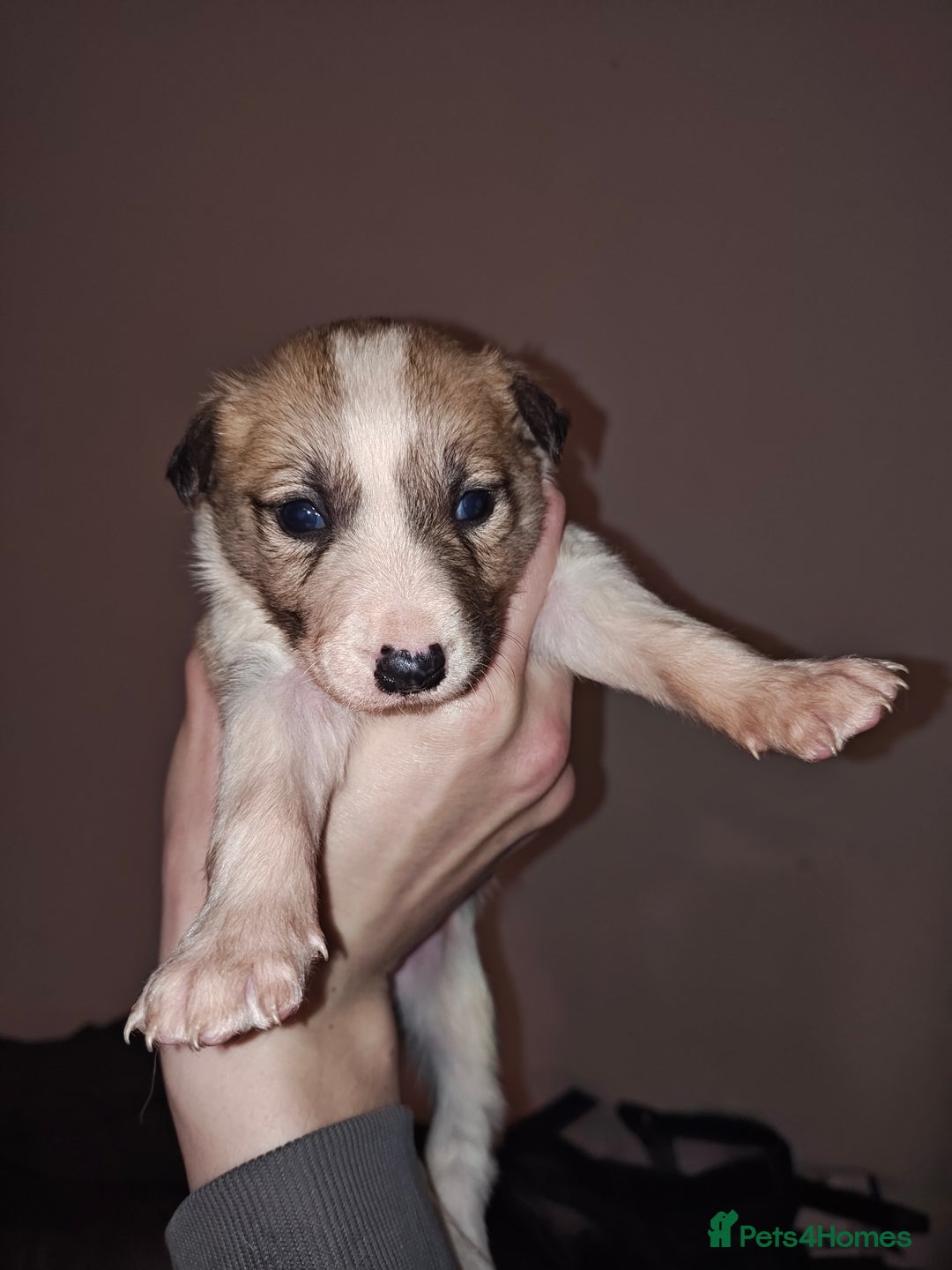 Mixed Breed dogs for sale: Border Collie X Husky/Whippet puppies for sale - Advert 3