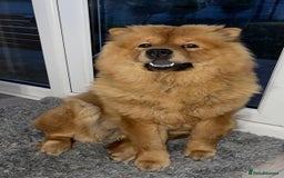 Chow Chow dogs for sale: Beautiful Lily & Lexi – Heartbreaking Rehome  - Image 4