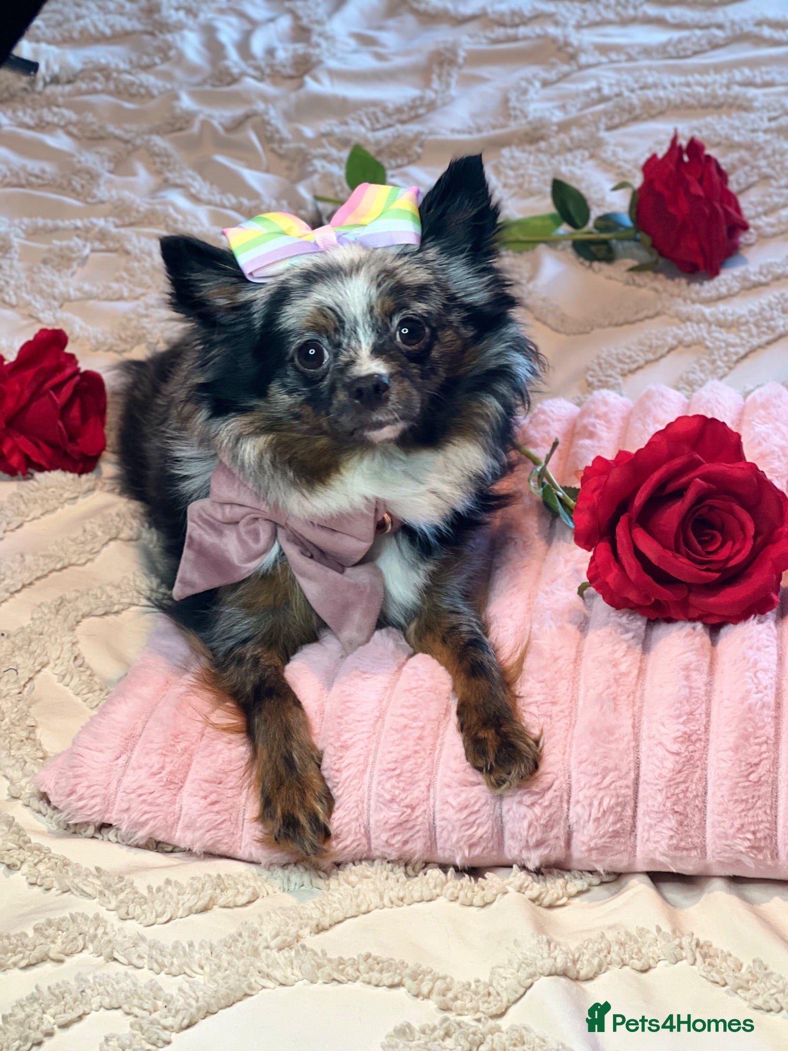 Pomeranian dogs 👑Perfect Pomeranian puppies 🐶  - Advert 15