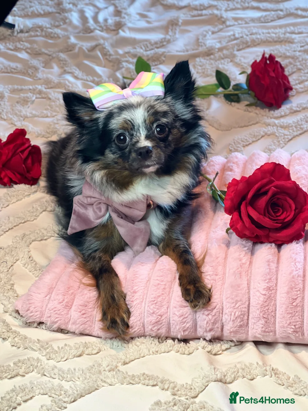 Pomeranian dogs for sale: 👑Perfect Pomeranian puppies 🐶  - Advert 1