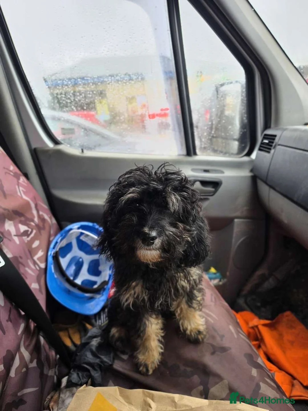 Cockapoo dogs for sale: Female cockerpoo puppy 18 weeks - Advert 6