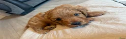 Cavapoo dogs for sale: Cavapoo  - Advert 8