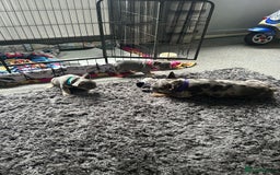 French Bulldog dogs for sale: Two stunning lilac and tan frenchies - Image 11