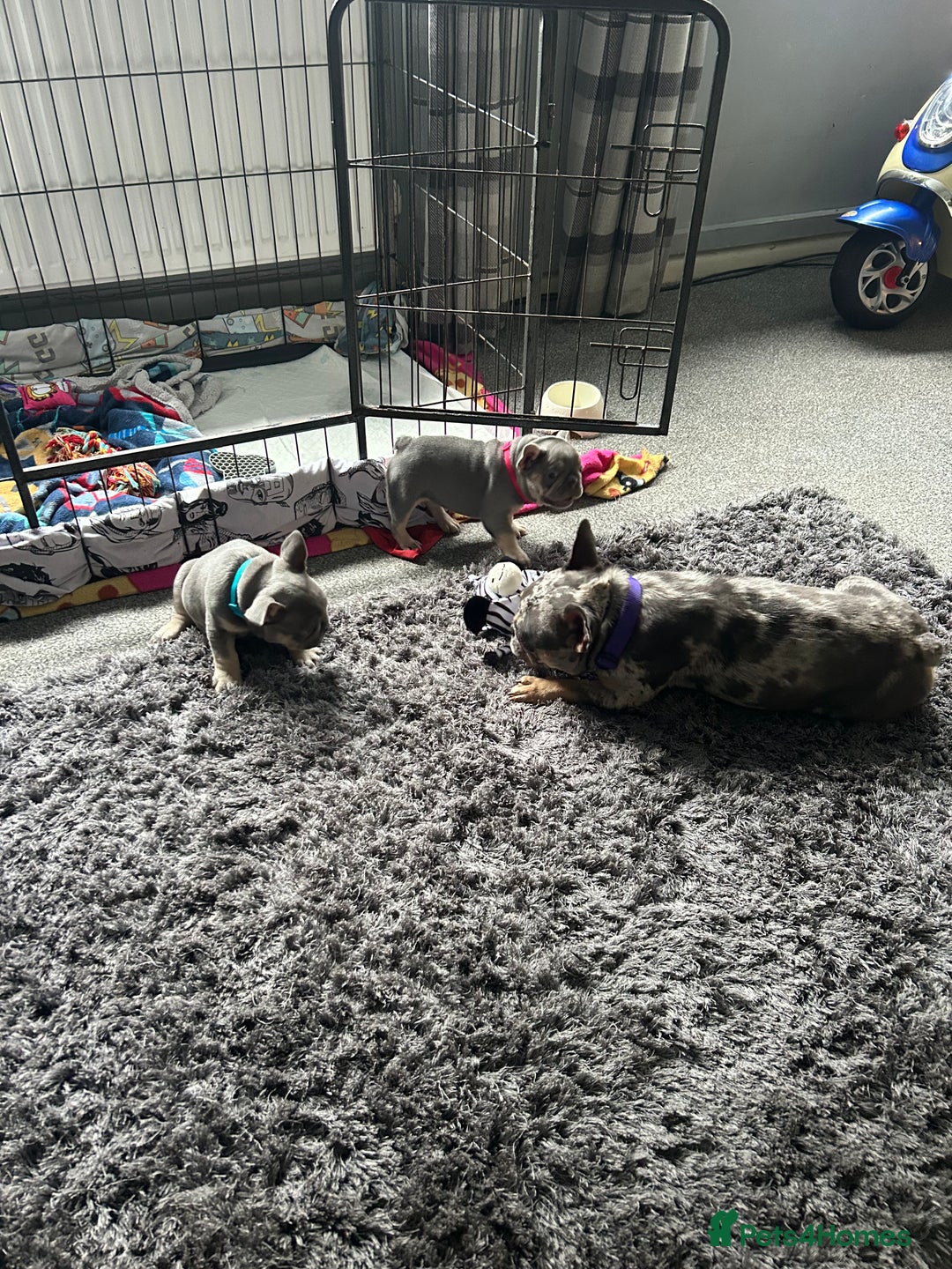 French Bulldog dogs for sale: Two stunning lilac and tan frenchies - Image 11