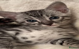 Savannah cats for sale: Gorgeous Female SBT kittens - Image 3