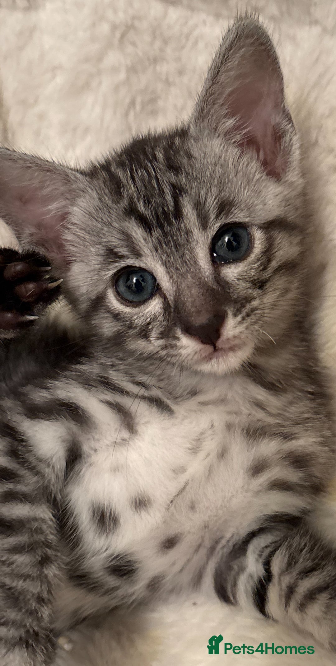 Savannah cats for sale: Gorgeous Female SBT kittens - Image 3