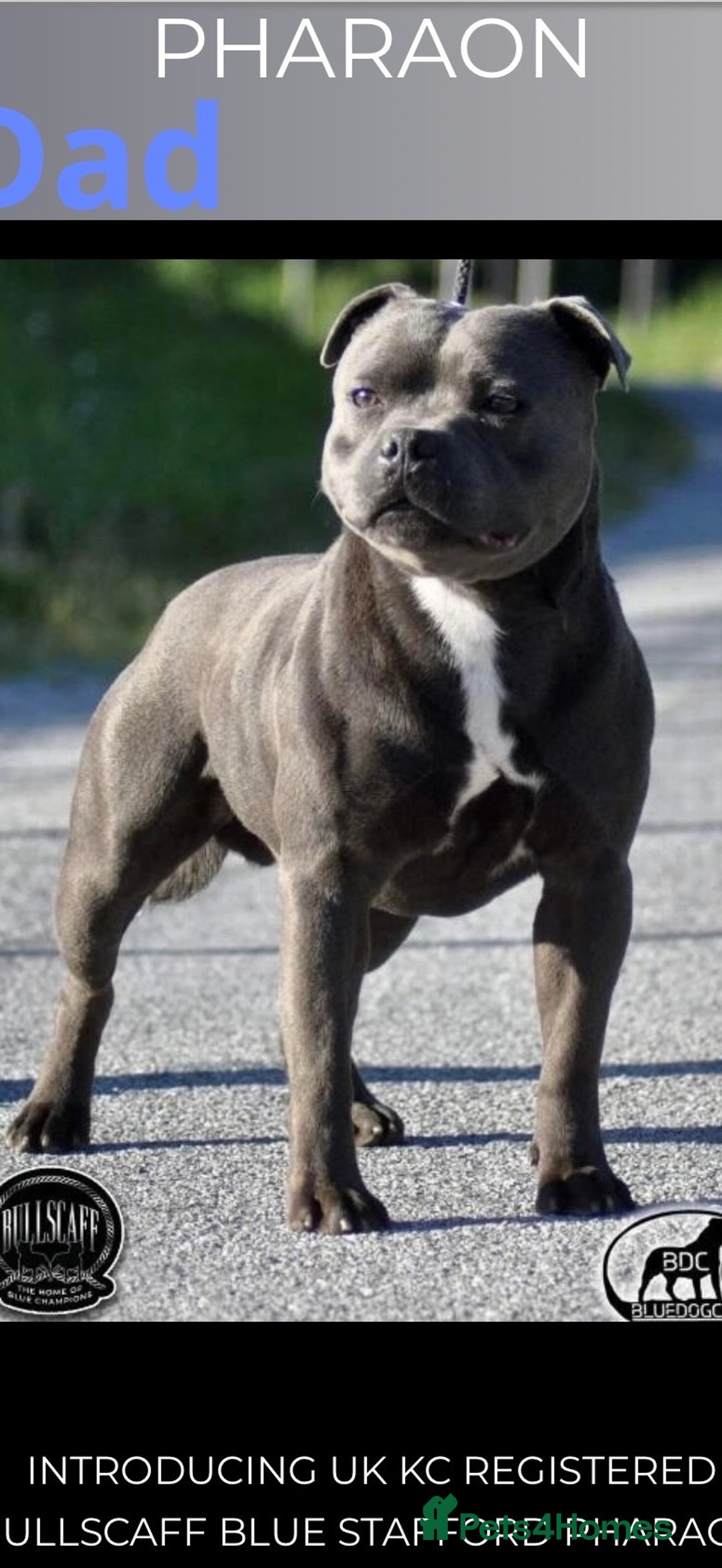 Staffordshire Bull Terrier dogs for sale: 🐾 Last female KC registered girls 🐾   - Image 5