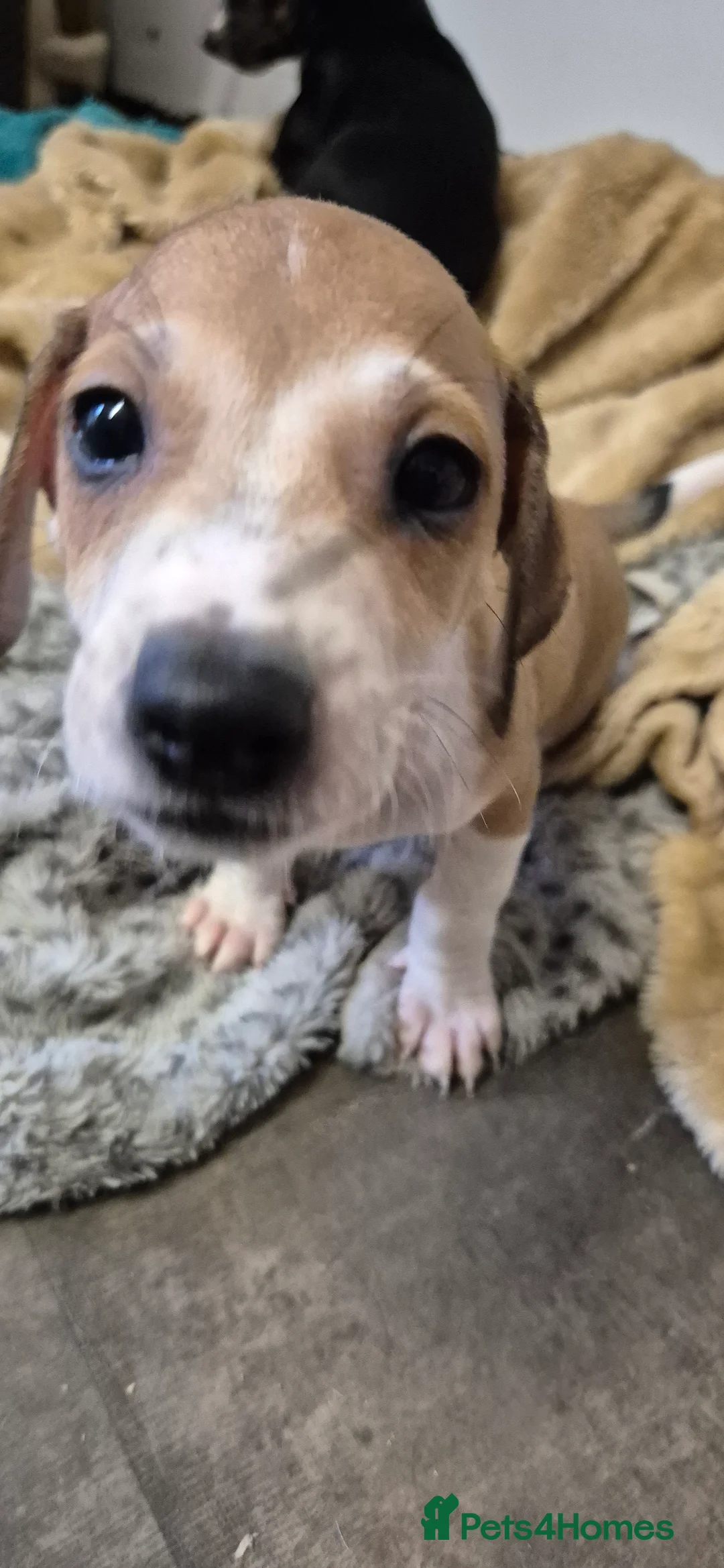 Mixed Breed dogs for sale: Beautiful Lurcher x jackshund - Advert 2