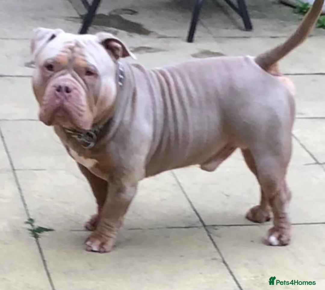 American Bully dogs for sale: Pocket bully for sale  - Advert 2