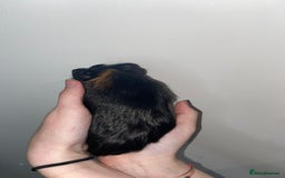 Guinea Pig rodents for sale: Stunning baby Guinea pigs 🤍 - Image 2