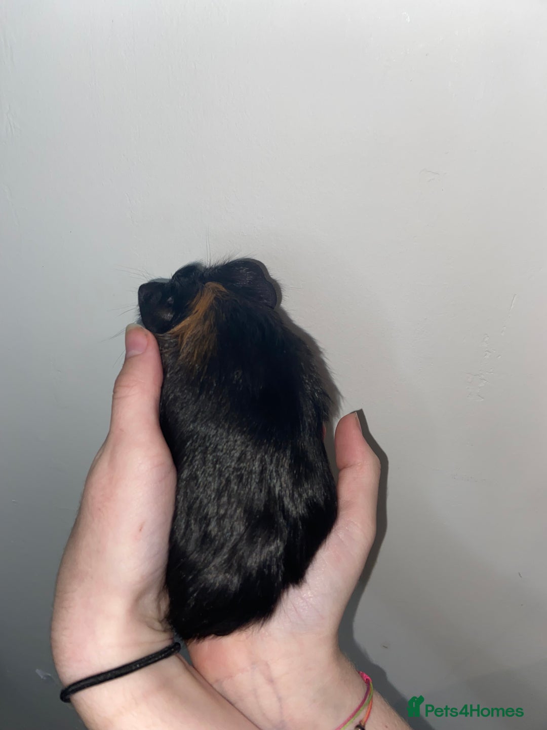 Guinea Pig rodents for sale: Stunning baby Guinea pigs 🤍 - Image 2