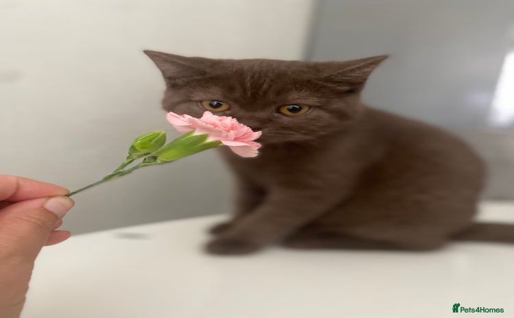 British Shorthair cats for sale - Advert 1