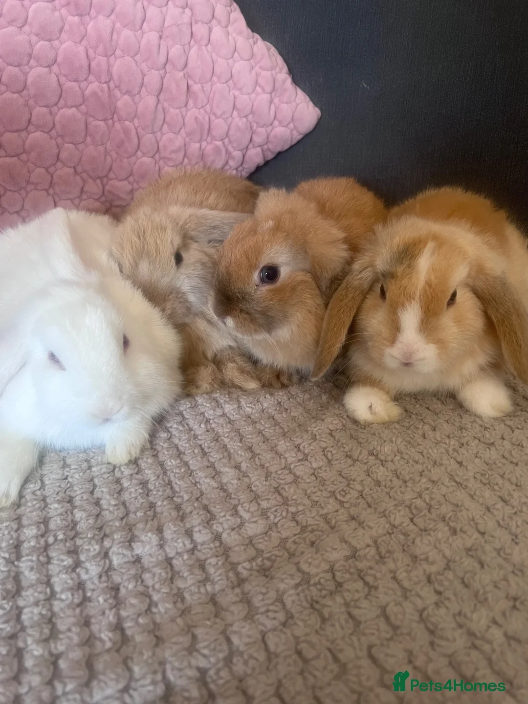Mini Lop rabbits for sale: Mini Lop Rabbits for sale  - Advert 1