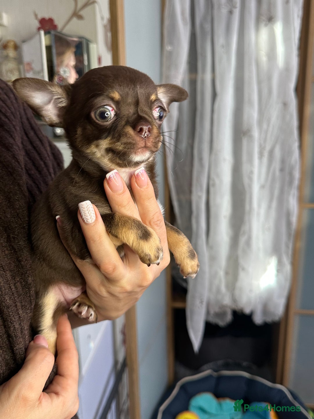 Chihuahua dogs for sale: Chihuahua puppies  - Advert 12