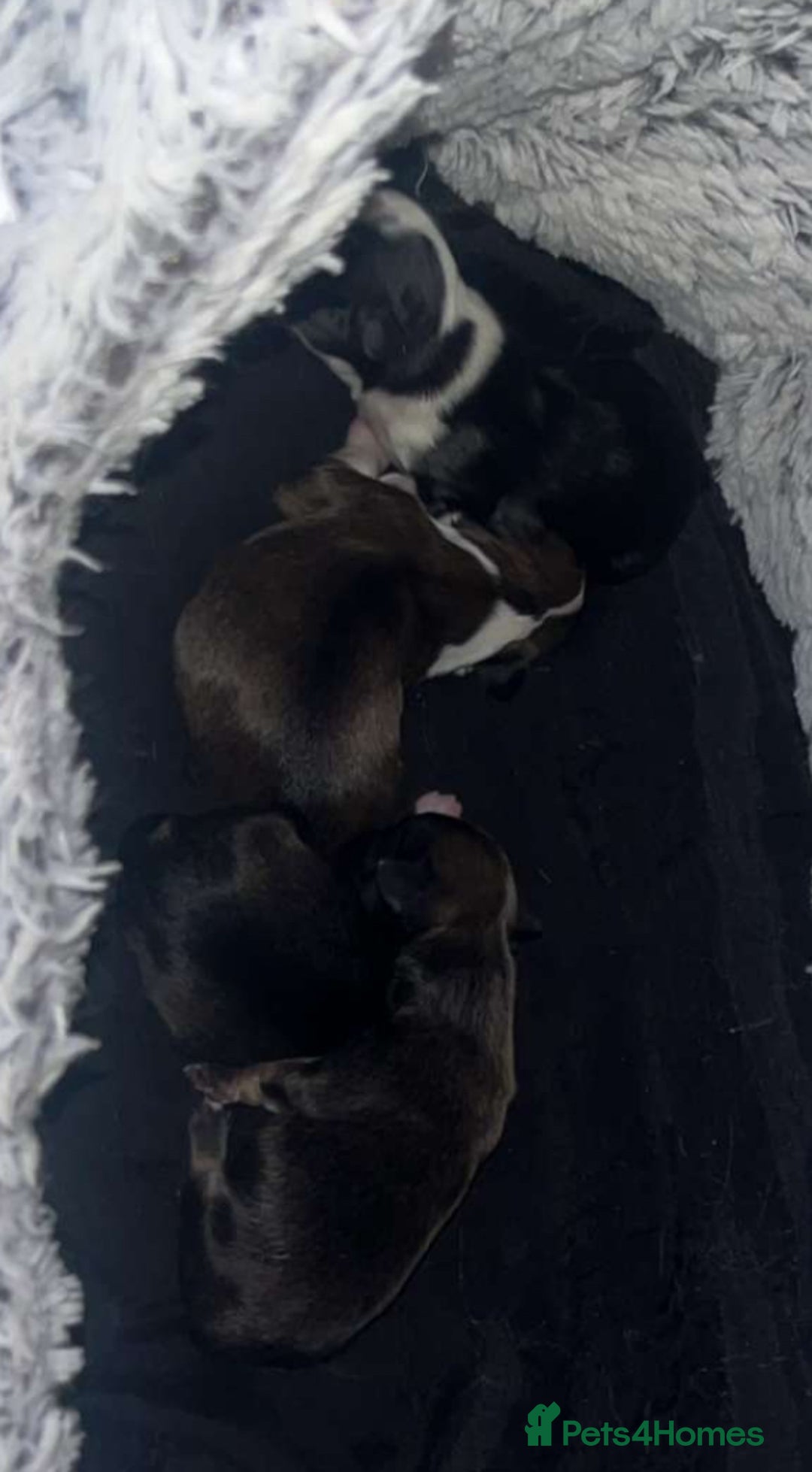 Chihuahua dogs for sale: Lovely long haired Chihuahua  - Advert 13