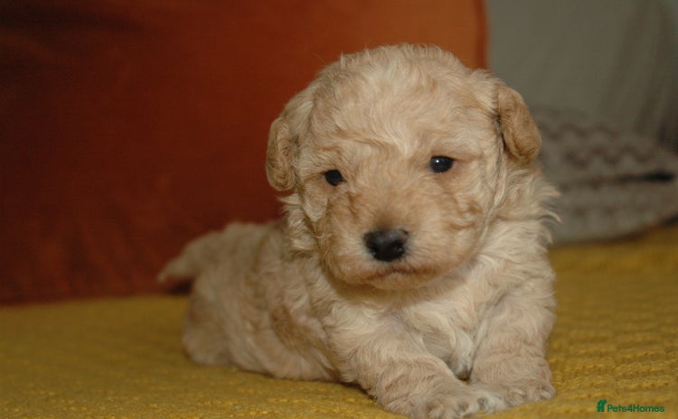 Toy Poodle dogs - Advert 7