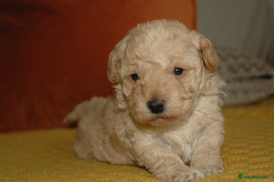 Toy Poodle dogs for sale: Toy Poodle  - Image 11