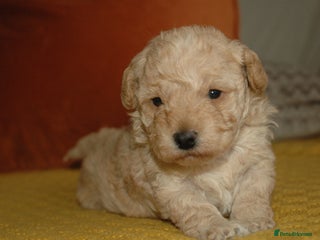 Toy Poodle dogs - Advert 11