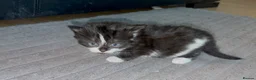 British Shorthair cats for sale: 1 beautiful kitten left - Advert 15