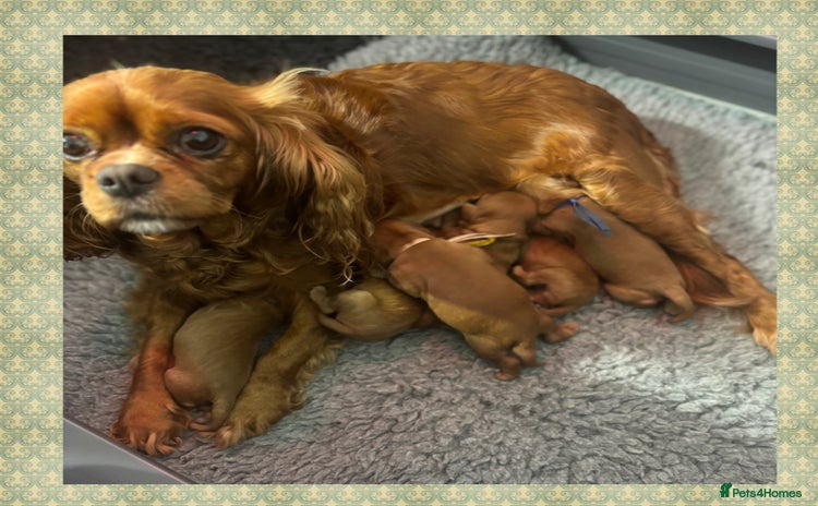 Cavalier King Charles Spaniel dogs 🧡Beautiful litter of Ruby Cavaliers🧡 - Advert 12