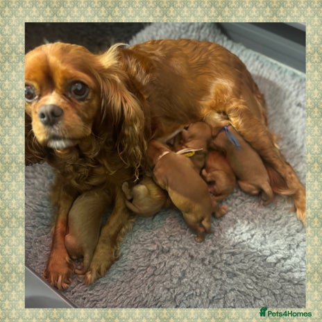 Cavalier King Charles Spaniel dogs 🧡Beautiful litter of Ruby Cavaliers🧡 - Advert 12