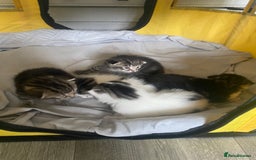 British Shorthair cats for sale: 4 kittens for sale  - Image 23