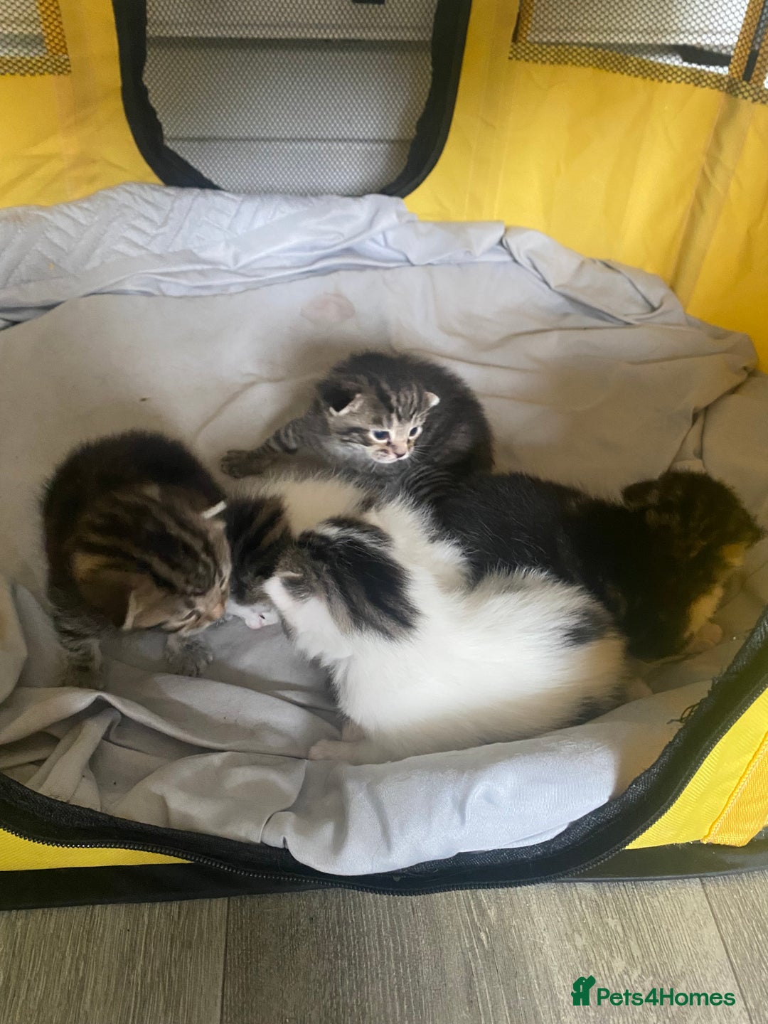 British Shorthair cats for sale: 4 kittens for sale  - Image 23
