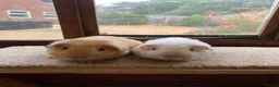 Guinea Pig rodents for sale: Sweet Baby Short Coated Satin Guinea Pig Boars - Advert 3
