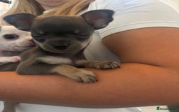 Chihuahua dogs for sale: Tiny cute chihuahua puppies  - Image 2