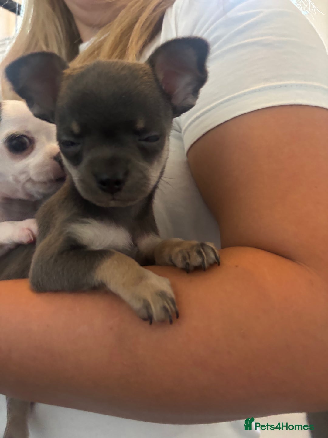 Chihuahua dogs for sale: Tiny cute chihuahua puppies  - Image 2
