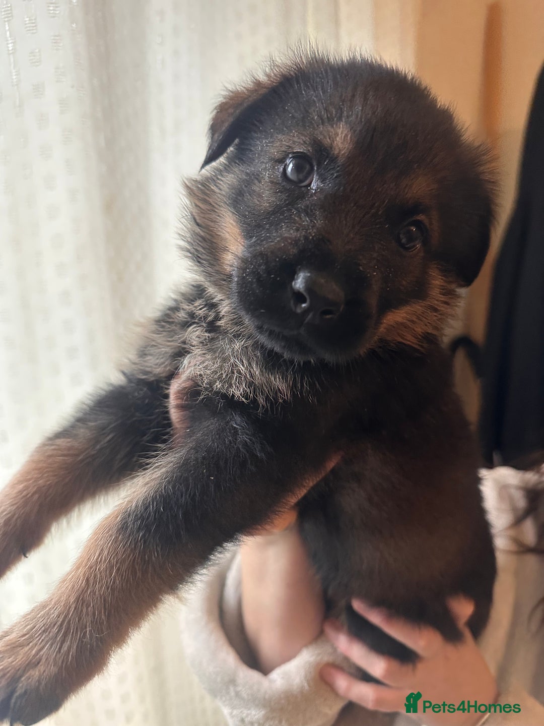Mixed Breed dogs for sale: Shepweiller Puppies (8/10/25) REDUCED! - Advert 16