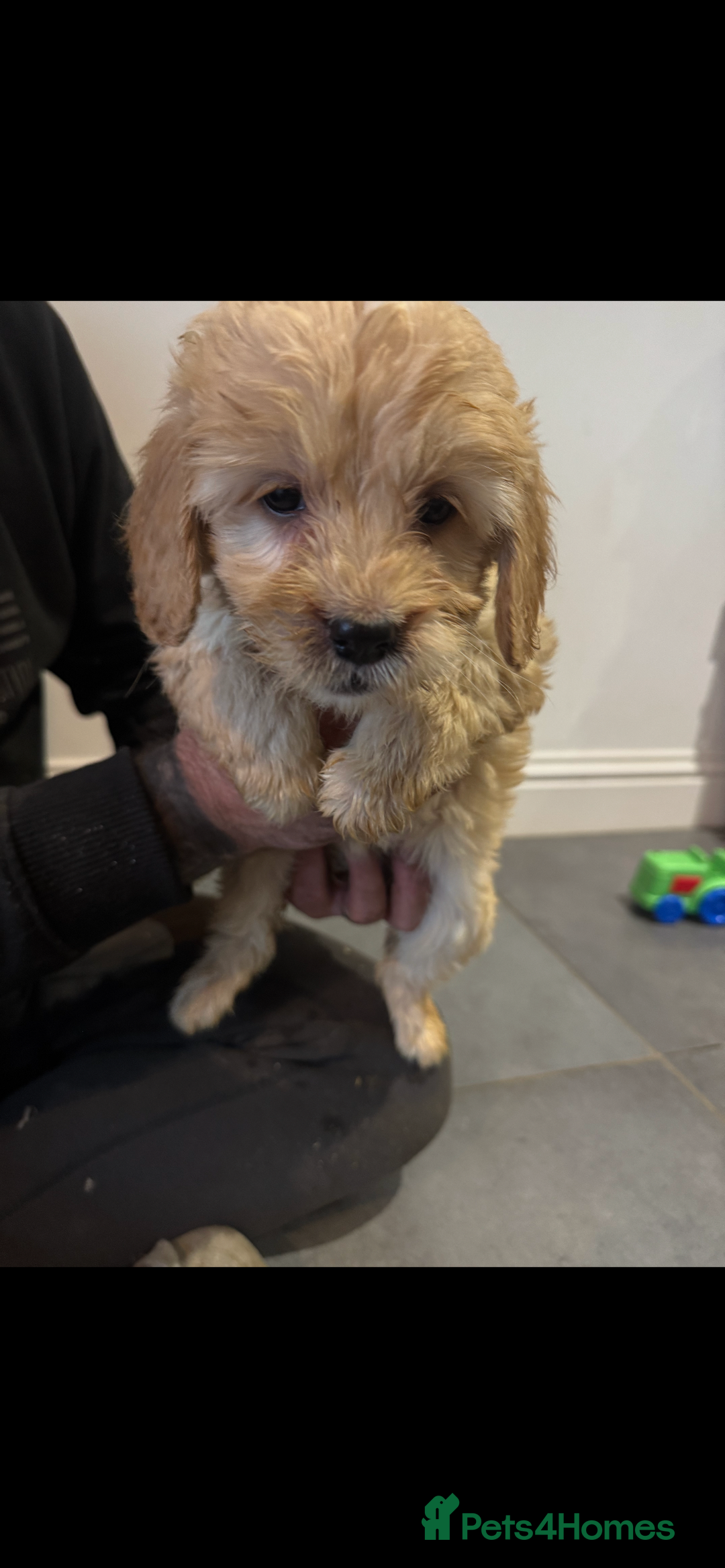 Cockapoo dogs for sale: F1 cockapoos  - Advert 10