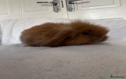 Mini Lion Lop rabbits for sale: Gorgeous fluffy little mini lion lop baby bunny’s  - Advert 10
