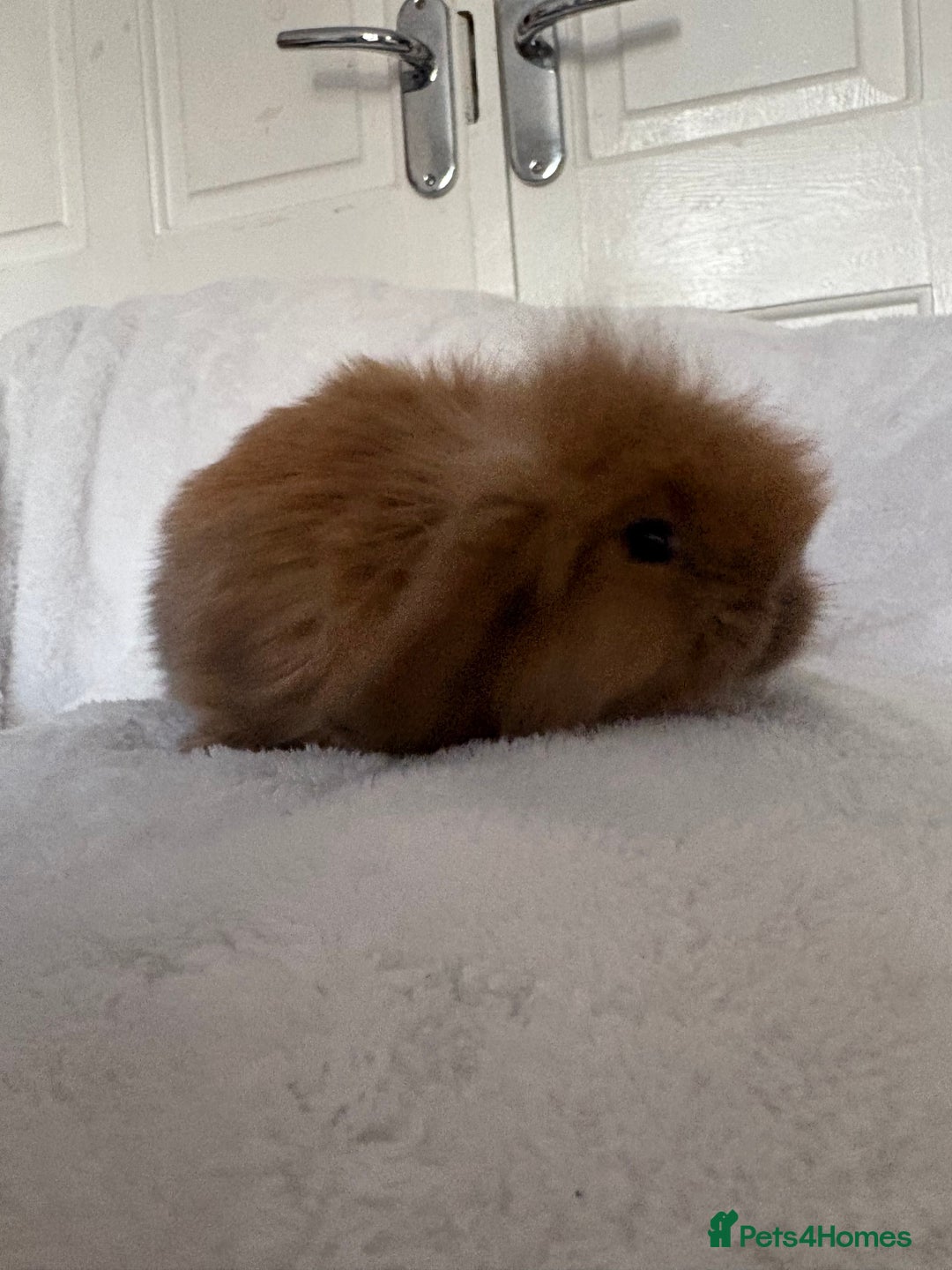 Mini Lion Lop rabbits for sale: Gorgeous fluffy little mini lion lop baby bunny’s  - Advert 10