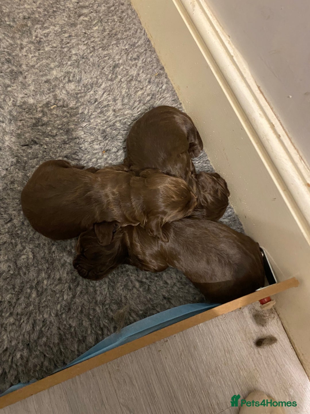 Cocker Spaniel dogs for sale: 7 STUNNING CHOCOLATE WORKING COCKERS ⭐️⭐️⭐️⭐️⭐️ - Advert 5