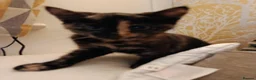 Mixed Breed cats for sale: Two Adorable Kittens Looking for Home!  - Advert 18