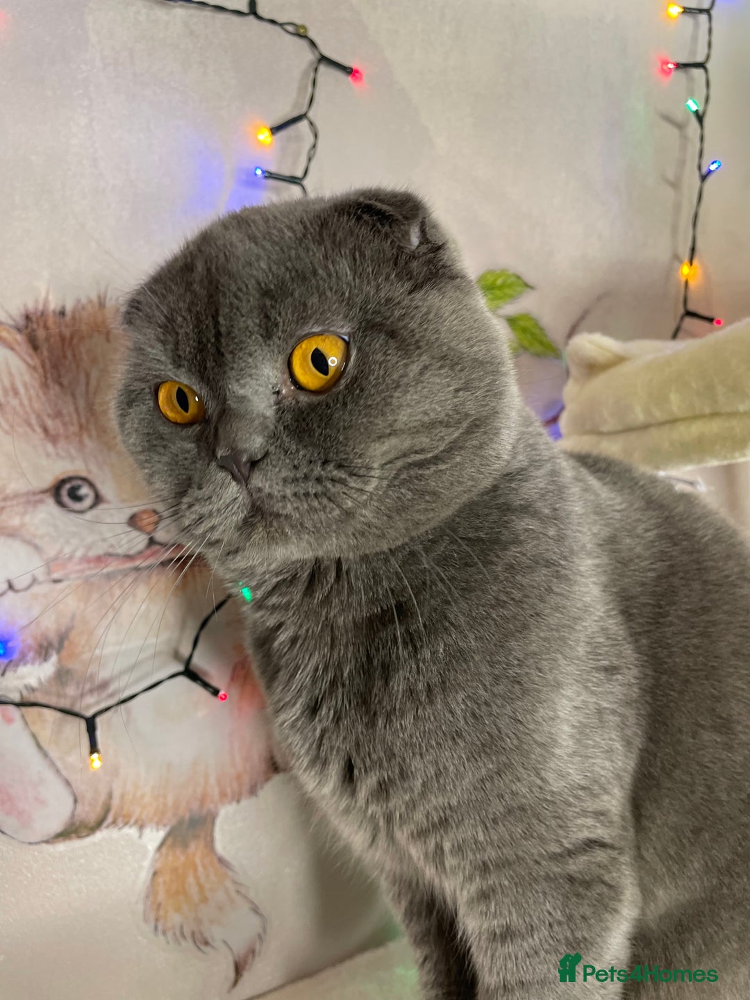 Scottish Fold cats for sale: Scottish fold male cat for rehome.  - Advert 3
