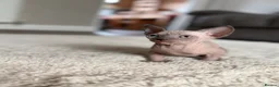 Sphynx cats for sale: 3 Girls left TICA Canadian Elf Sphynx  - Advert 2