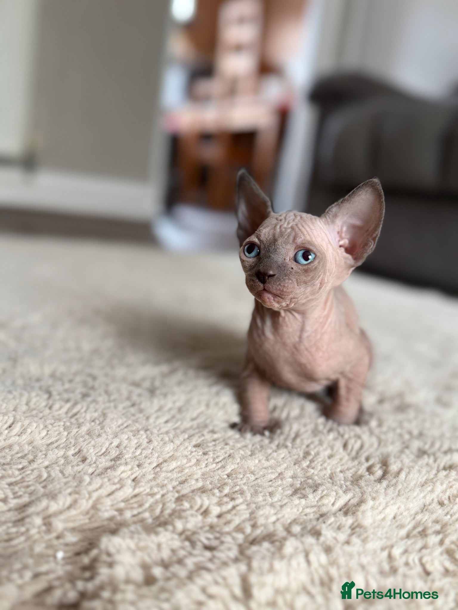 Sphynx cats 3 Girls left TICA Canadian Elf Sphynx - Advert 1