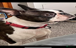 Boston Terrier dogs for sale: Kc reg true to type Boston terrier puppies - Image 16