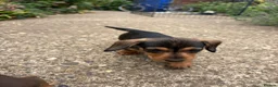Miniature Dachshund dogs for sale: Miniature Daschunds - Advert 33