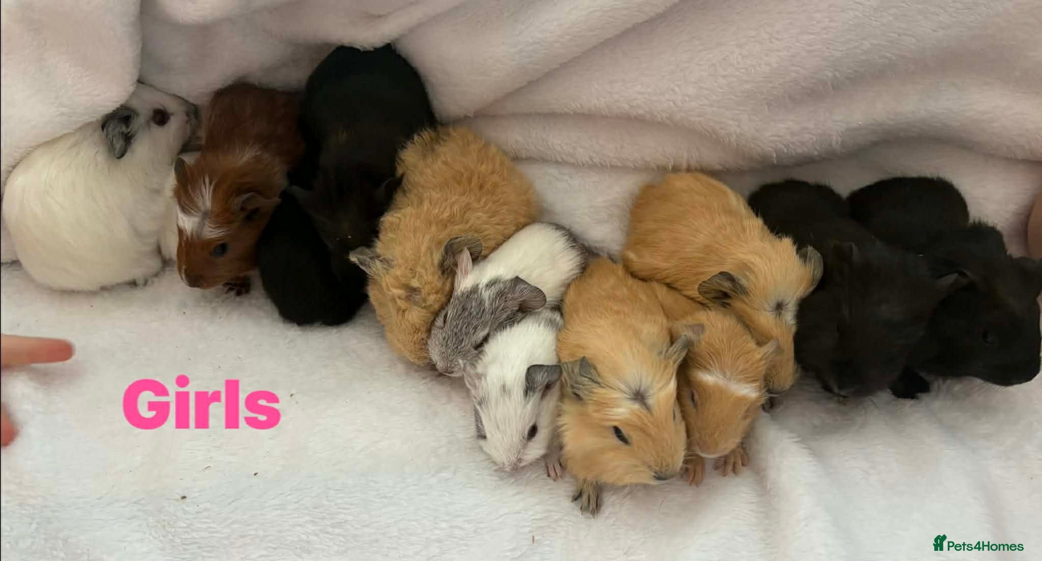 Guinea Pig rodents Guinea pigs  - Advert 16