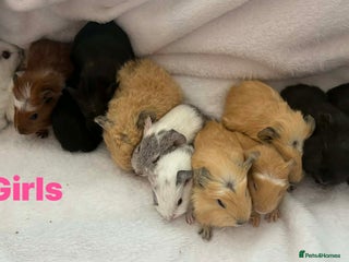 Guinea Pig rodents Guinea pigs - Advert 16