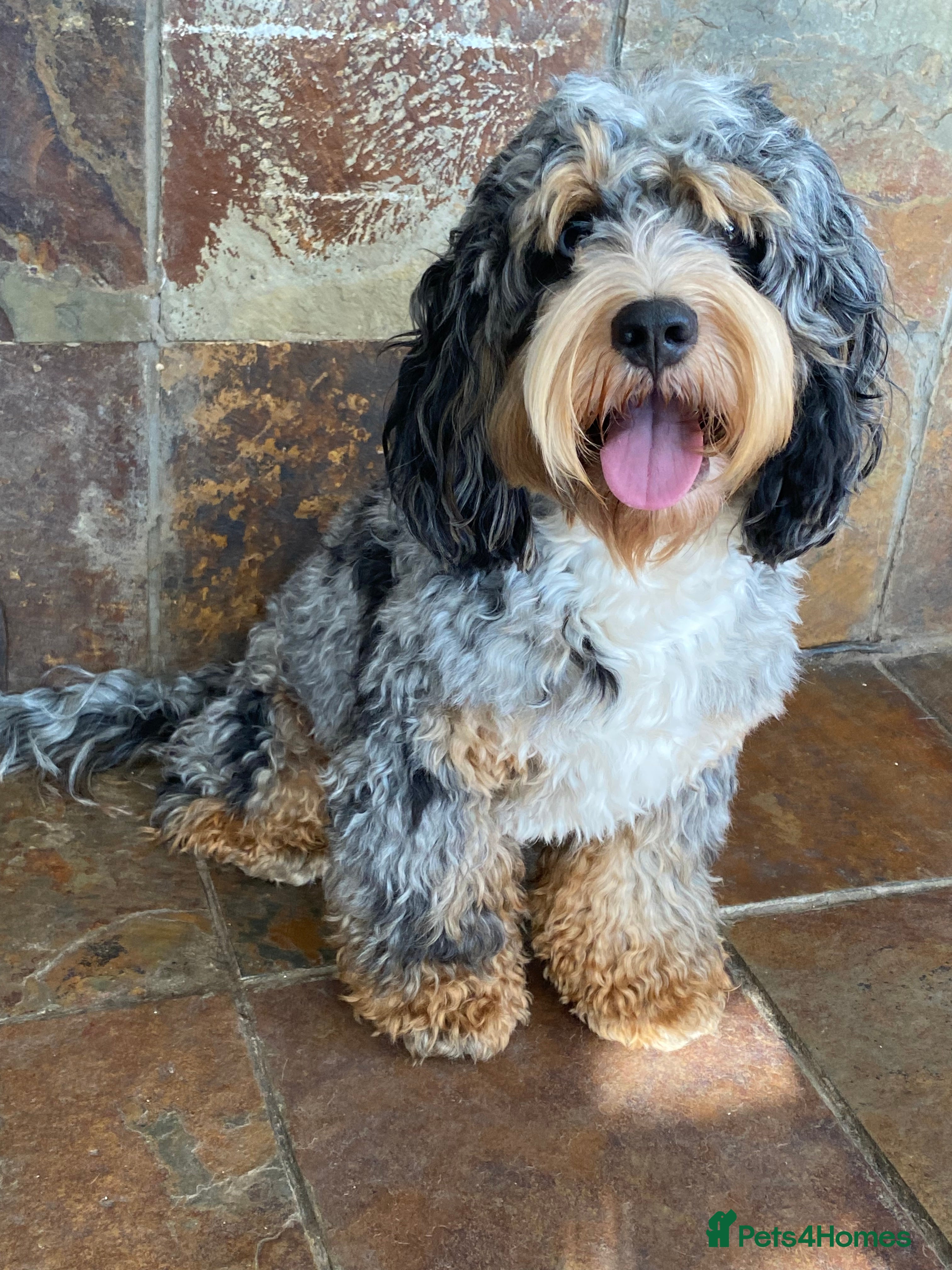 Cockapoo dogs Unique f3 American cockapoo stud  in Aberdeen - Advert 17