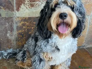 Cockapoo dogs Unique f3 American cockapoo stud in Aberdeen - Advert 17