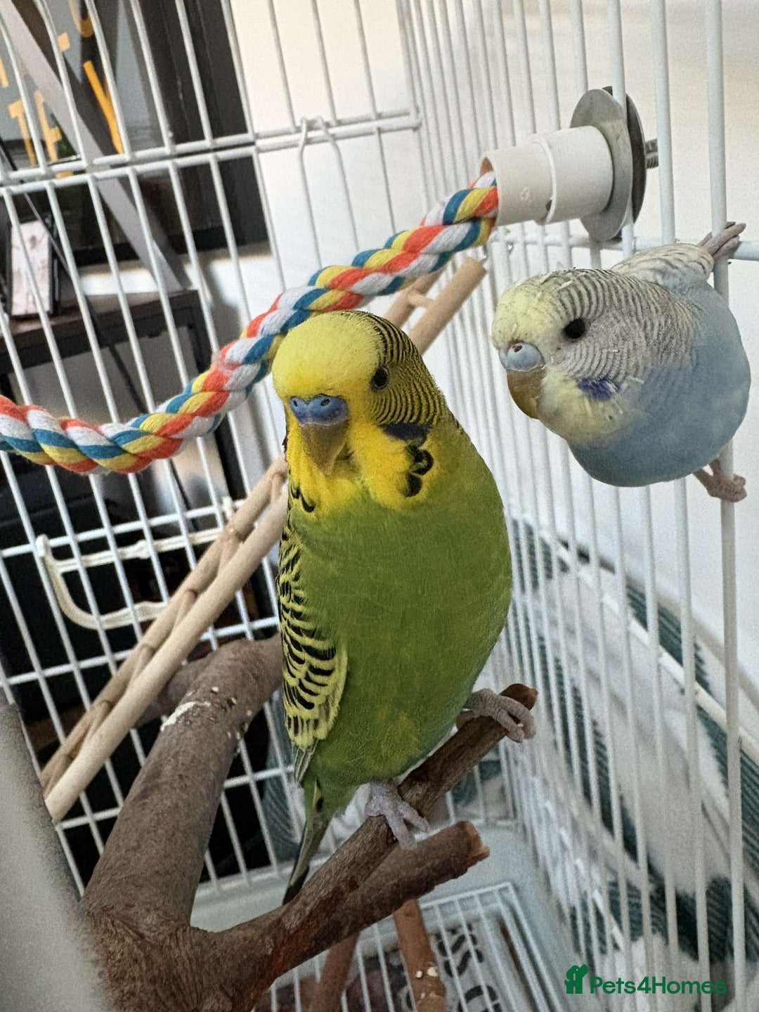 Budgerigars birds for sale: 2 budgies to go as a pair for good home only! - Image 3