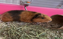 Guinea Pig rodents for sale: Can anyone look after my guinea pigs for 10 days? - Image 3